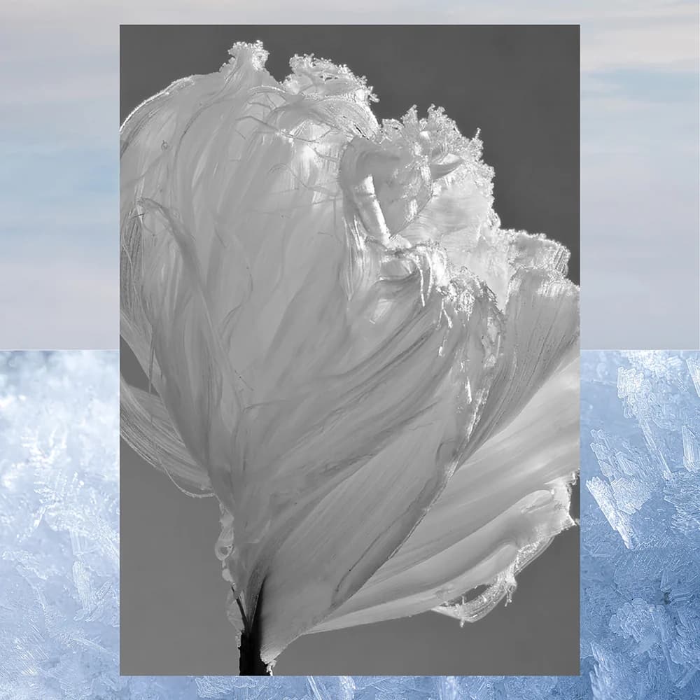 Aqualis Fleur de Glace – foto 3