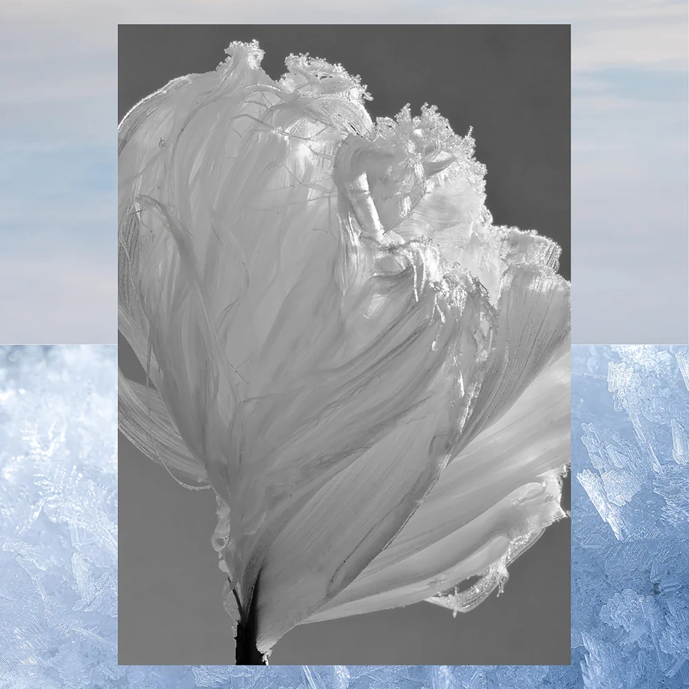 Aqualis Fleur de Glace thumbnail 3